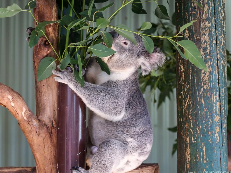 фотографироватся