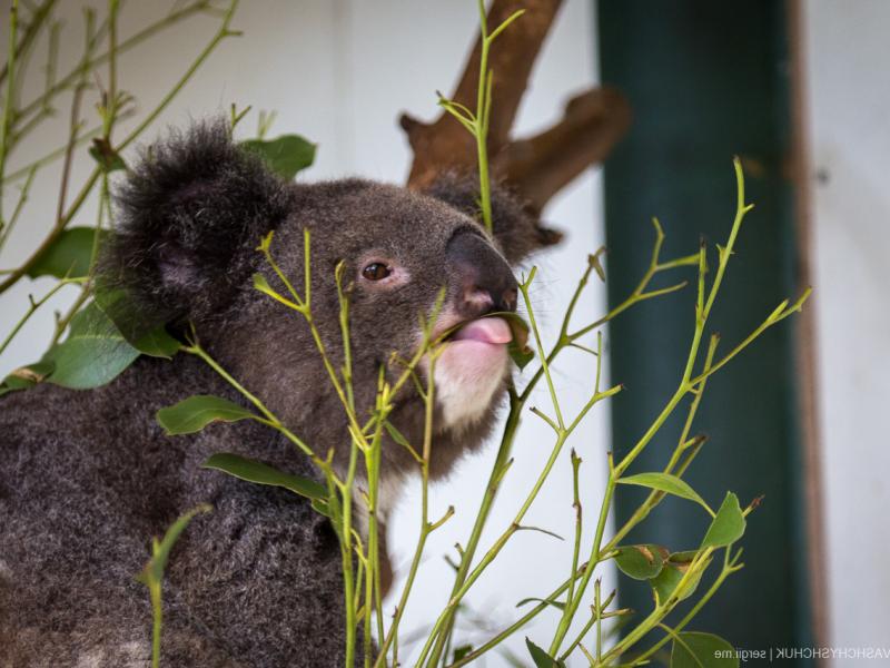 фотографироватся